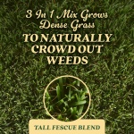 O.M. Scott & Sons Tall Fescue Blend Grass Seed, 8 lbs. - Image 3